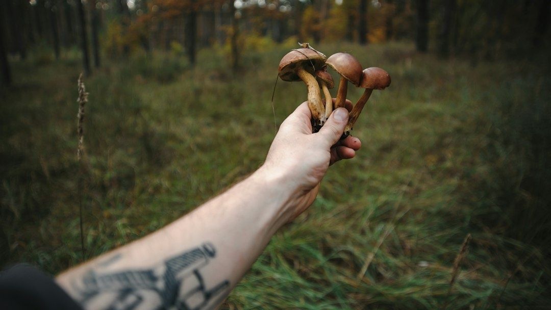 Hand håller upp flera bruna svampar i en höstskog