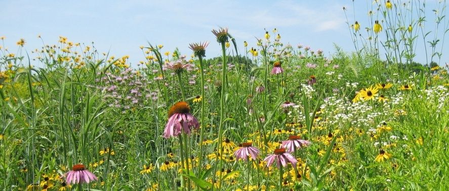 Blommande äng med solhattar, gula blommor och högt grönt gräs