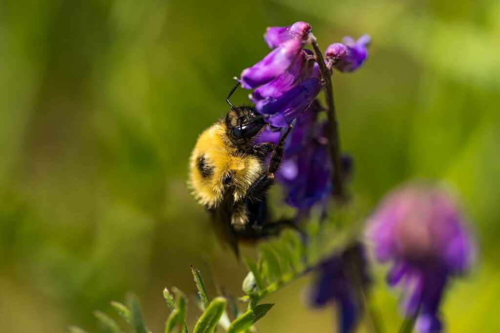 Humla på en lila blomma i en grönskande ängsmiljö